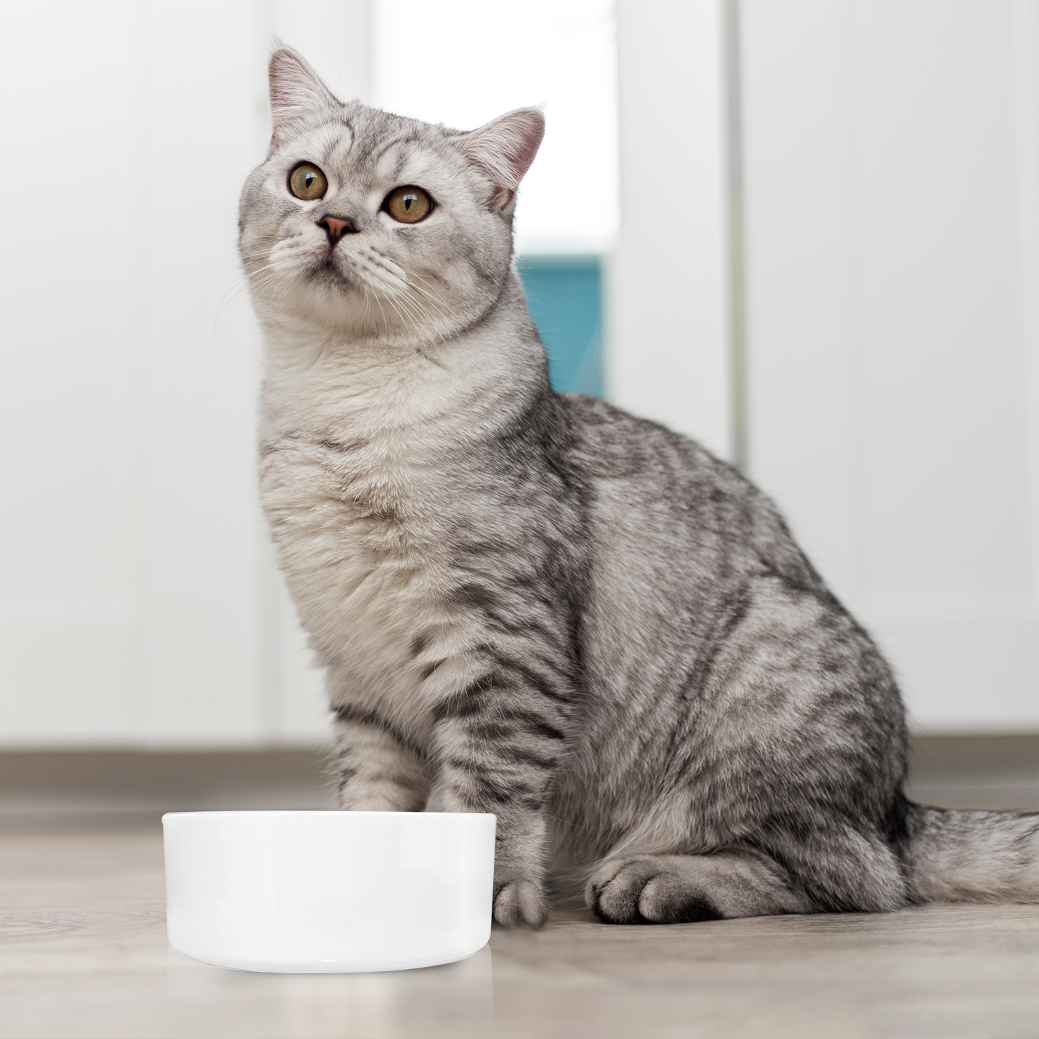 Why Pet Ceramic Bowls Are a Better Choice for Your Furry Friends